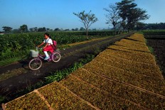 An elementary school student rides her bike, passing neatly arranged sliced tobacco on bamboo trays that are dried by the sun at the side of the road. JP/Aditya Sagita