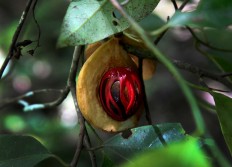 Precious: Nutmeg and pepper are among the spices that support the residents of Huamual, Maluku. JP/ Arief Suhardiman