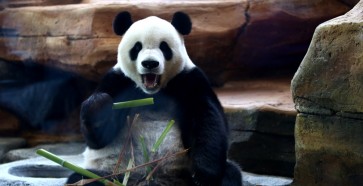 First pandas enjoy new home  in Indonesia