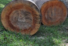  Logs used for the sculpture must have a minimum diameter of 50-centimeters. JP/Magnus Hendratmo