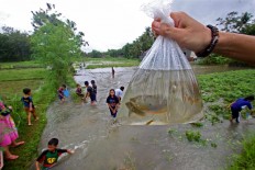 Children catch fish in Kerto village, Pleret district, Bantul regency, Yogyakarta. Amid the destruction, children were able to find some joy from the flooding, as they were able to have fun catching fish. JP/Aditya Sagita