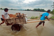 Villagers in Imogiri use a cart to transport their goats to higher ground, safe from the floods. JP/Aditya Sagita