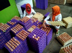  Workers sort the already cleaned eggs before being distributed to the market. JP/Ganug Nugroho Adi