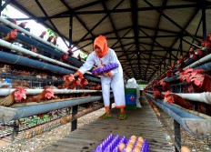 A farm worker picks eggs from chicken coop at the bio-security system Renaa Farm. The egg picker must wear special clothes before entering a special zone. JP/Ganug Nugroho Adi