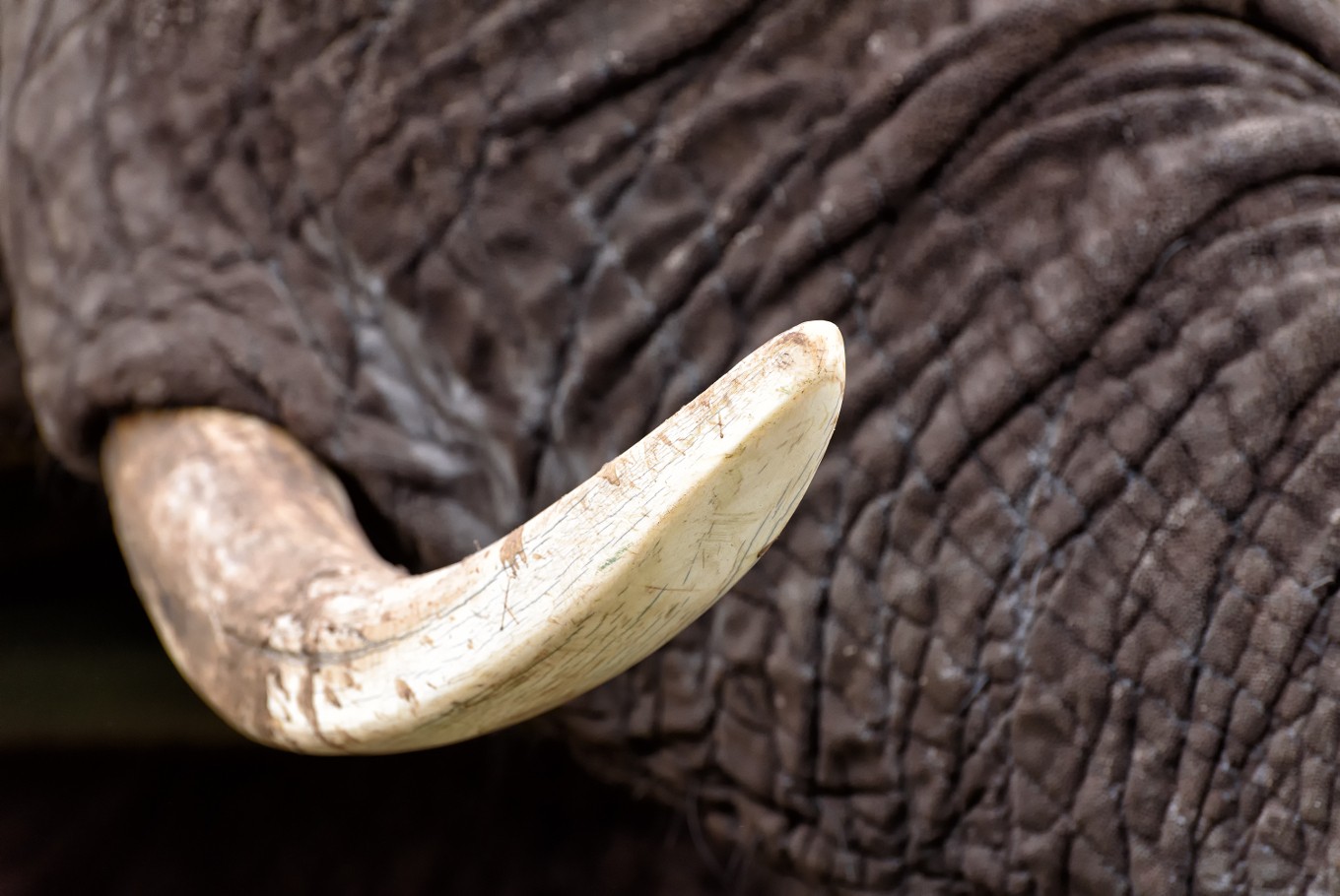 A pair of elephant tusks can fetch up to Rp 100 million (US$7,033), according to the Riau Police.