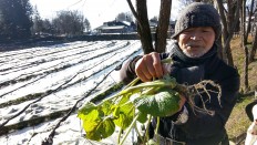 Azumino resident Hama Shigetoshi holds up a wasabi plant at Daio Wasabi Farm, the largest of its kind in Japan. JP/Agnes Anya