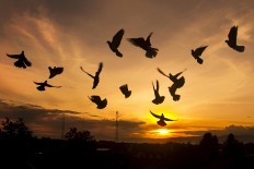 Pigeons take flight as the sun rises in the Pegunungan Seribu area in Yogyakarta on Monday, January. 1. Political tensions are expected to continue with Indonesia to have 171 regional elections in 31 provinces this year. JP/Tarko Sudiarno