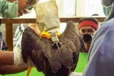 A team from the Veterinary Medicine Faculty of Yogyakarta Gajah Mada University installs a satellite tracker on an elang brontok or changeable hawk-eagle at the Yogyakarta Wildlife Rescue Center on Tuesday, February 20. The center is set to release the protected bird in a forested area in Gunung Kidul regency soon. JP/Tarko Sudiarno