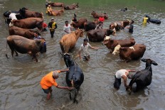 The ngguyang sapi (bathing the cattle) ritual is a moment for villagers to meet and chat. JP/Magnus Hendratmo