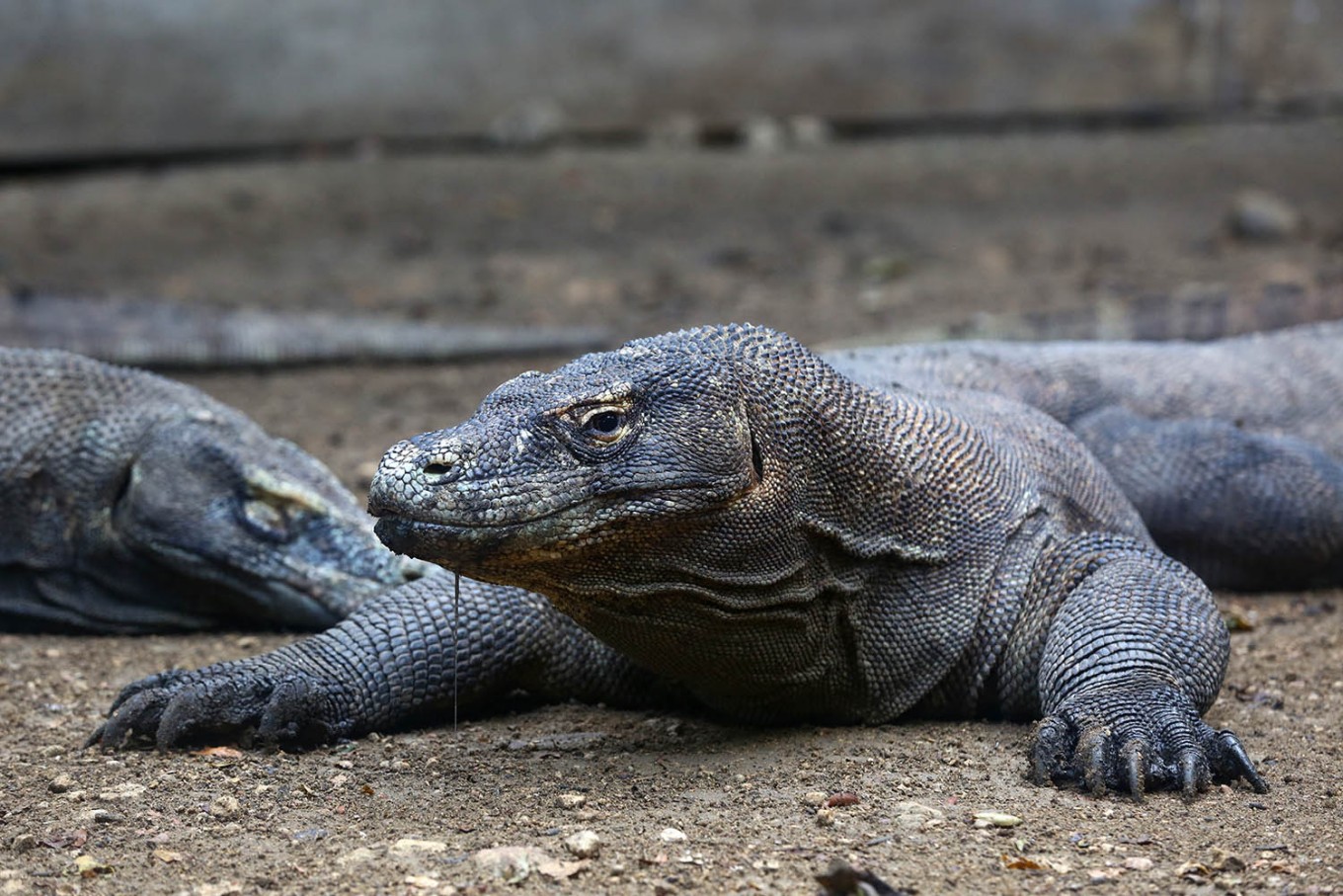 Komodo National Park is the only place in the world where people can see the endangered Komodo dragons in their natural habitat.