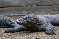 Commentary: Keep calm and save Komodo dragons 