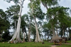 Under the tree: The Pohon Purba (Ancient Trees) tourist spot in Pringgabaya, East Lombok, West Nusa Tenggara, is popular among single people who wish to meet their soulmate. JP/ Tarko Sudiarno