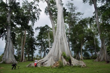 Trees of love for visitors of East Lombok