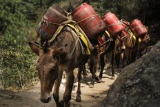 Horsepower: Mules carry canisters of liquefied petroleum gas to supply houses and lodges on the way to the EBC area. JP/ Adeline Sunarjo