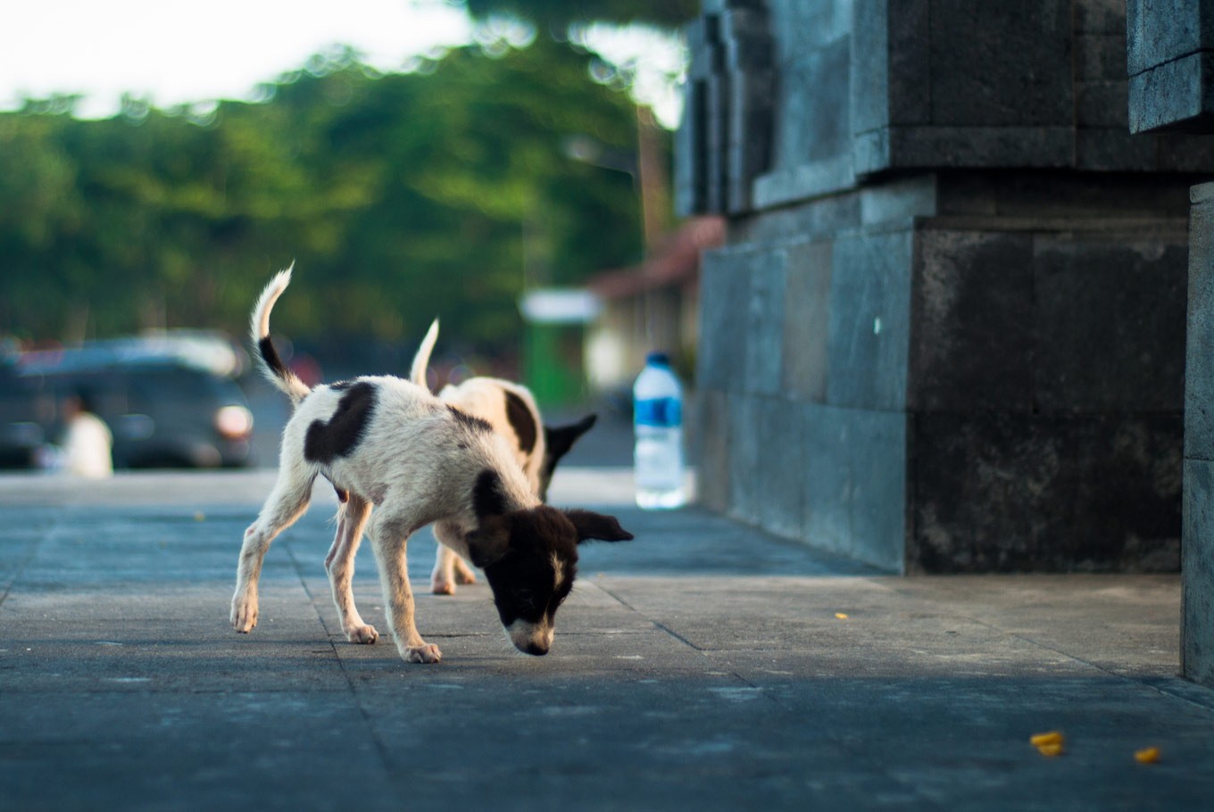 Stray dogs walk near Sanur beach, Bali.