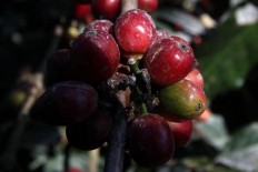 Farmers may not be able to harvest their coffee because of the eruption. JP/Boy T. Harjanto