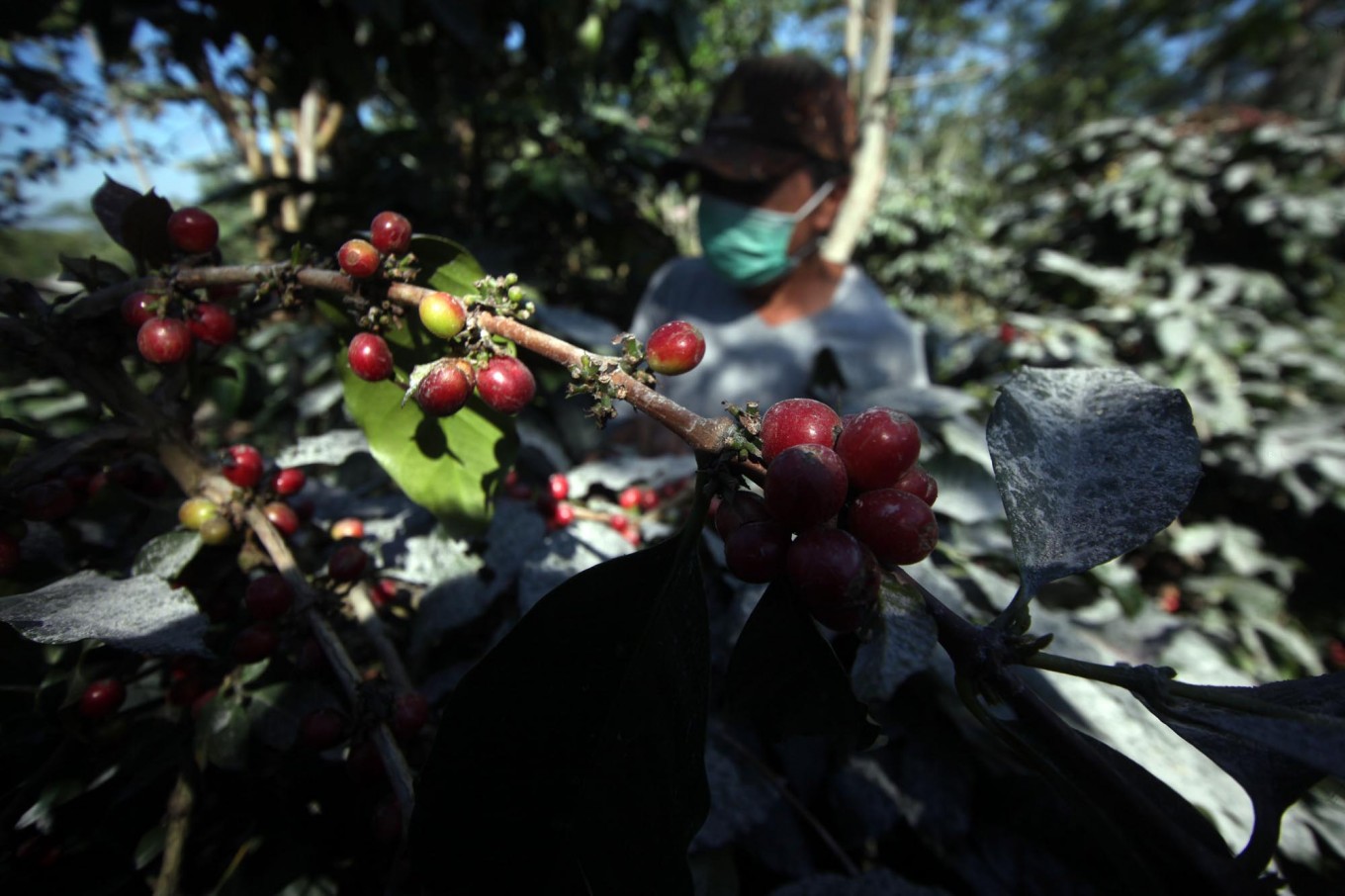 The ripe coffee is covered by volcanic ash. JP/Boy T. Harjanto