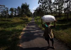 A farmer of Balerante village carries a sack of grass with Mount Merapi in the background. JP/Boy T. Harjanto