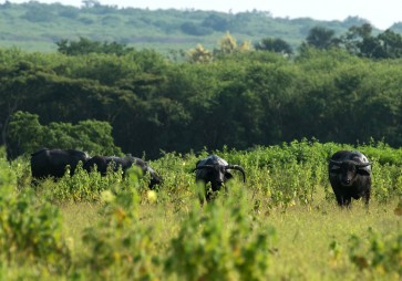 Heaven in the eastern part of Java