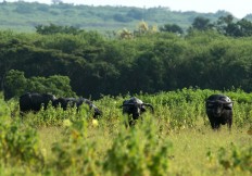 Javanese bulls graze in savanna bordering the forest. JP/Tarko Sudiarno