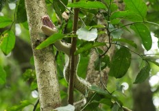 A snake targets its prey in the forest of Baluran National Park. JP/Tarko Sudiarno