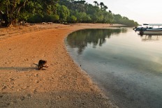 A macaque sits on Bama Beach, in the easternmost part of Java Island. JP/Tarko Sudiarno