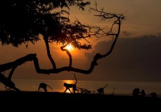 Macaques go about their day during sunrise at Bawa Beach. JP/Tarko Sudiarno