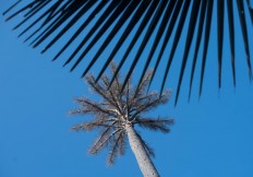 The clean blue sky of Baluran National Park. JP/Tarko Sudiarno