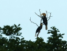 Two julang emas (wreathed hornbills) sit perched atop a tree. JP/Tarko Sudiarno