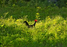 A wild chicken is seen in the forest. JP/Tarko Sudiarno