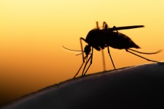 [COMMENTARY] Indonesia must not stop malaria fight, despite COVID-19