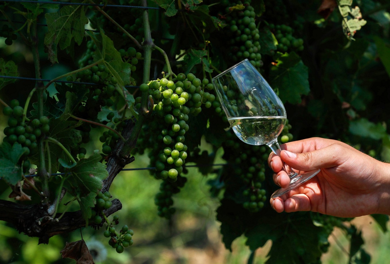 Belgian winemaker Betrand Hautier poses with at a glass of white wine Le Vin de Jean at the Domaine du Chapitre in Baulers, Belgium, on July 6, 2018. 