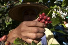 Mature beans: A farmer picks the first coffee harvest during the procession. JP/ Sigit Pamungkas