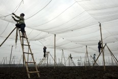 Workers prepare nets before the planting period of Vorstenlanden tobacco in Klaten, Central Java. The nets protect from pests and the sun.  JP/Magnus Hendratmo