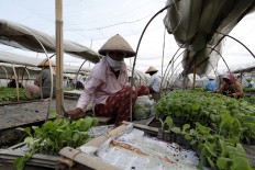 Workers sort Vorstenlanden tobacco plant seedlings before being planted. JP/Magnus Hendratmo