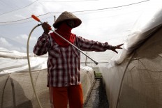 A worker sprays Vorstenlanden tobacco plant in Klaten. JP/Magnus Hendratmo