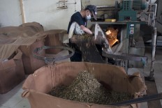 A worker operates the cutting machine for tobacco leaves. JP/Magnus Hendratmo
