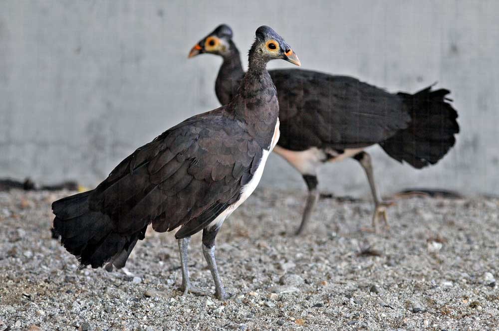 Saving maleo a mission possible