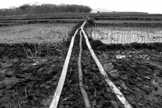 Water is channeled through the pipes to the paddy field. JP/Maksum Nur Fauzan