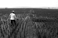 A farmer fertilizes his paddy fields. JP/Maksum Nur Fauzan