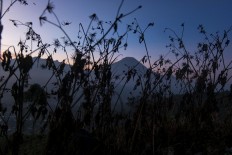 Plants die because of the embun upas (lethal dew). JP/Tarko Sudiarno