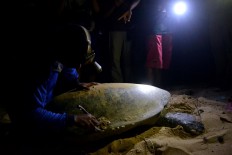 An enumerator clear’s a turtle’s back from parasites. JP/Severianus Endi