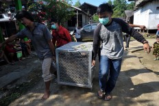 On the way: The International Air Rescue (IAR) team along with local residents carry cages with orangutans inside to the Bukit Baka Bukit Raya National Park in West Kalimantan. JP/Dasril Roszandi