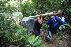 Hard slog: After cruising along the Mentawai River, the IAR team and local residents carry the orangutans through rough and hilly terrain. JP/Dasril Roszandi