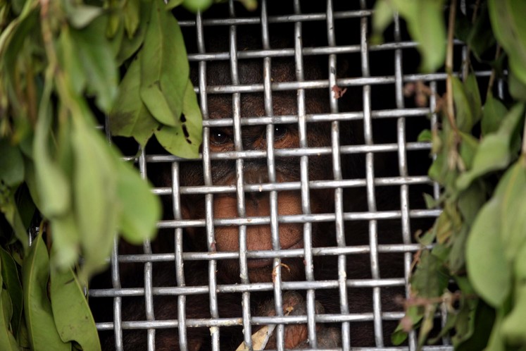 Rescued orangutans return  to wildlife freedom