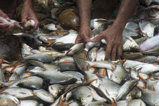 Round-up: Caught fish are sorted by the villagers. JP/Tarko Sudiarno