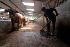 A farmer cleans a cowshed in Urut Sewu village, Boyolali regency, Central Java. JP/Maksum Nur Fauzan