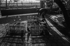 An owner sunbaths his birds before the race. JP/Anggertimur Lanang Tinarbuko