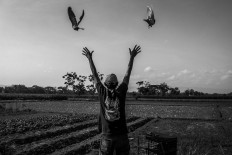 A pelingsir releases two male pigeons which will fly toward the kolongan. JP/Anggertimur Lanang Tinarbuko]
