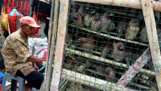 Taste of freedom: A bird vendor waits for people to buy birds for a traditional releasing ceremony taking place during Chinese New Year at Dharma Bakti temple in Jakarta. JP/Ricky Yudhistira